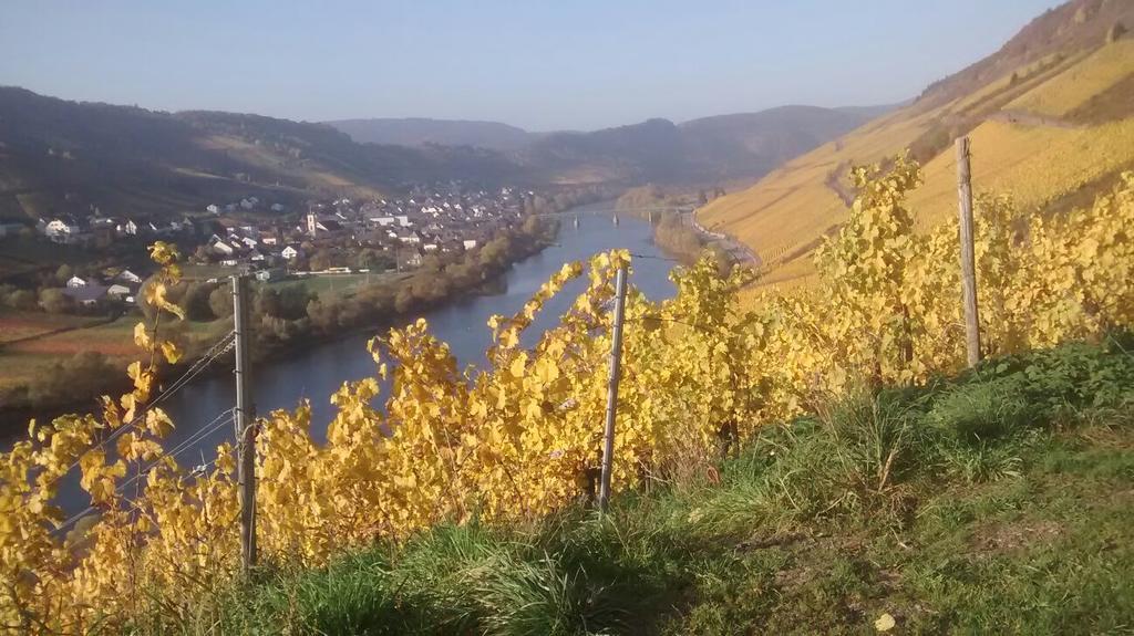 Appartamento Weingut Matthias Dauns Reil Esterno foto