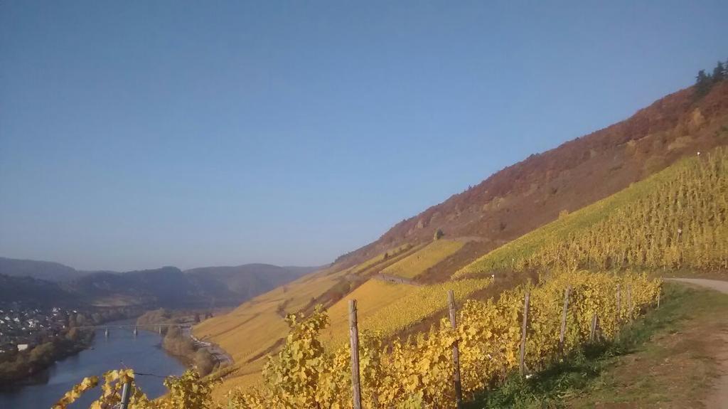Appartamento Weingut Matthias Dauns Reil Esterno foto
