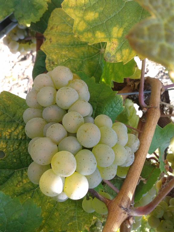 Appartamento Weingut Matthias Dauns Reil Esterno foto
