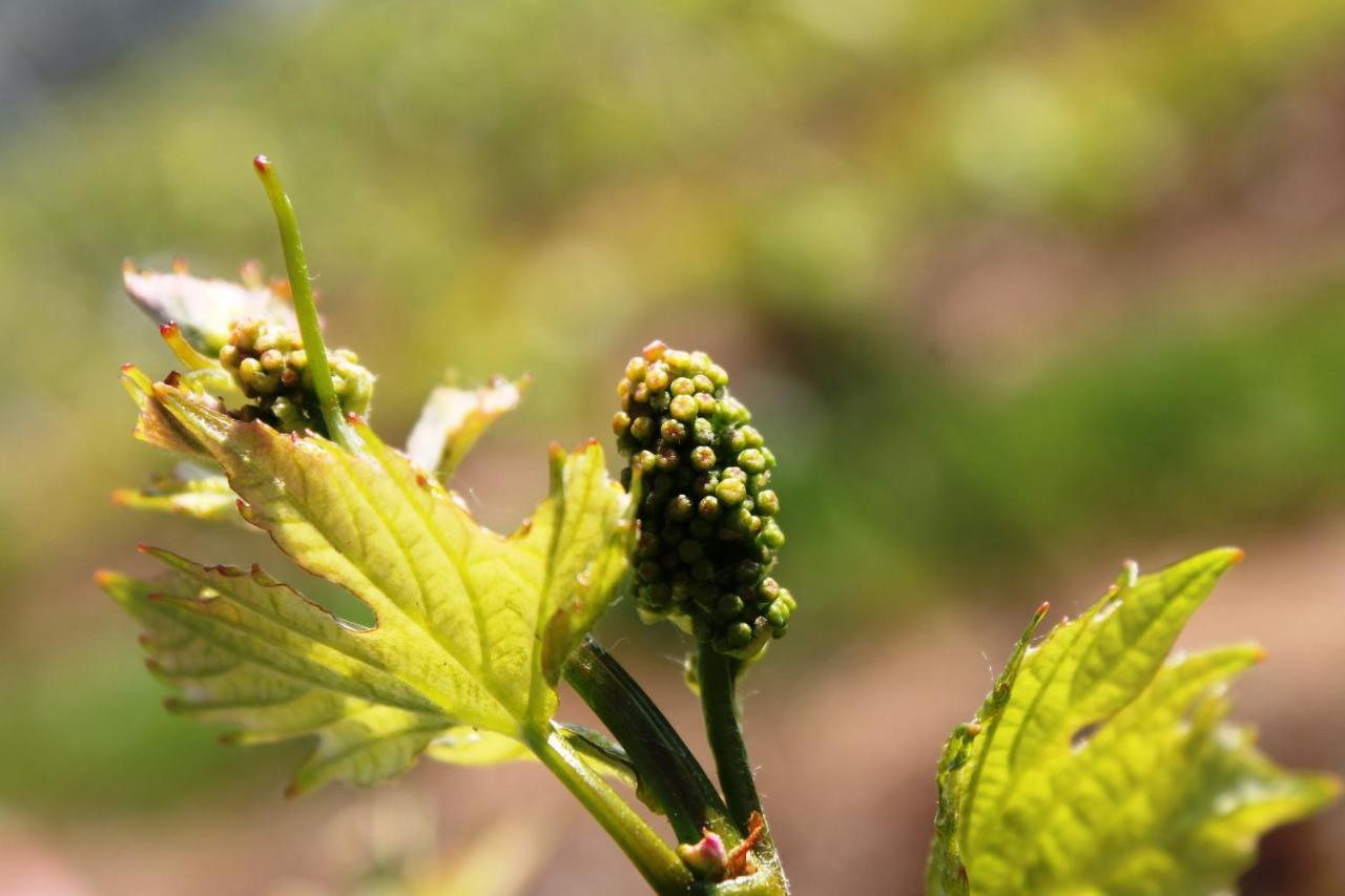 Appartamento Weingut Matthias Dauns Reil Esterno foto